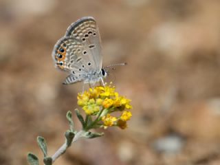 Mcevher Kelebei (Chilades trochylus)