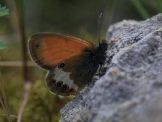 Funda Zpzp Perisi (Coenonympha arcania)