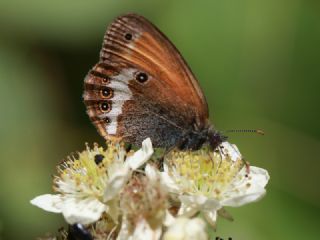 Funda Zpzp Perisi (Coenonympha arcania)