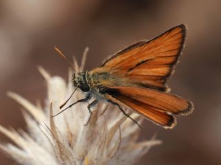 Sar Antenli Zpzp (Thymelicus sylvestris)