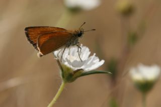 Siyah Antenli Zpzp (Thymelicus lineolus)