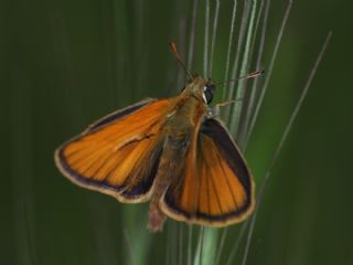 Sar Antenli Zpzp (Thymelicus sylvestris)