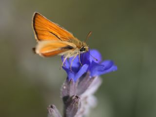 Sar Antenli Zpzp (Thymelicus sylvestris)