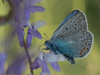 okgzl Amanda (Polyommatus amandus)