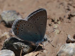 okgzl Amanda (Polyommatus amandus)