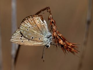 Anormal okgzl (Polyommatus admetus)