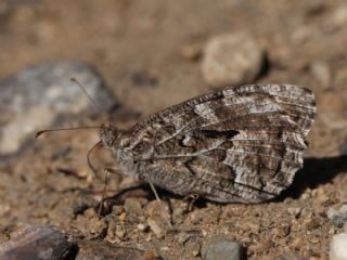 Anadolu K�z�lmele�i&nbsp;(Hipparchia&nbsp;pellucida)