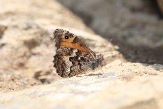 Gney Kzlmelei (Hipparchia senthes)