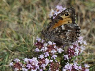 Gney Kzlmelei (Hipparchia senthes)