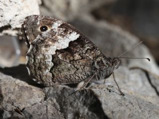 B�y�k Karamelek&nbsp;(Hipparchia&nbsp;syriaca)