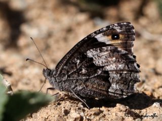 Byk Karamelek (Hipparchia syriaca)