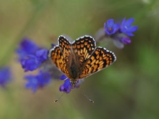 Benekli Byk parhan (Melitaea phoebe)