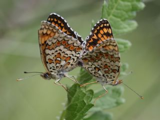 Benekli Byk parhan (Melitaea phoebe)