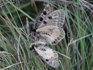 Yalanc Apollo (Archon apollinus)