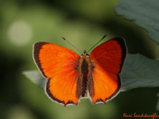 Osmanl Atei (Lycaena ottomanus)