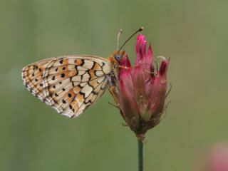 ift Noktal Brentis (Brenthis hecate)