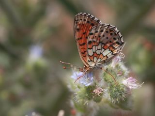 ift Noktal Brentis (Brenthis hecate)