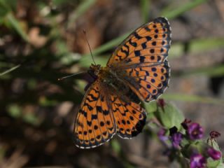 ift Noktal Brentis (Brenthis hecate)