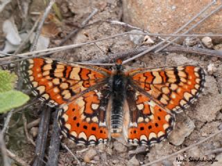 Gzel Nazuum (Euphydryas orientalis)