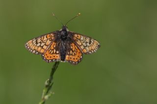 Nazuum (Euphydryas aurinia)