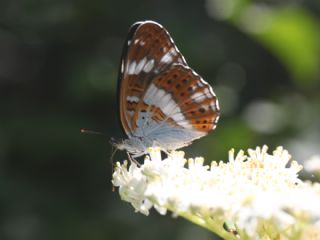 Hanmeli Kelebei (Limenitis camilla)
