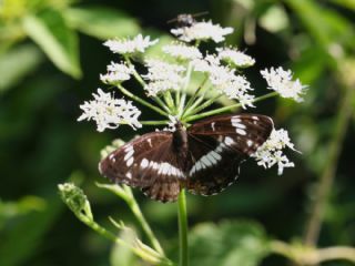 Hanmeli Kelebei (Limenitis camilla)