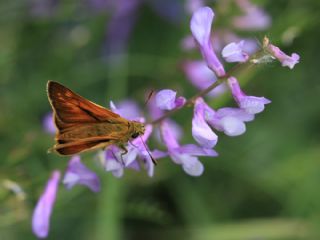 Orman Zpzp (Ochlodes sylvanus)