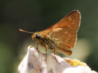 Orman Zpzp (Ochlodes sylvanus)