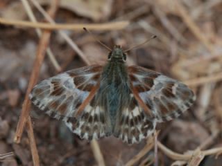 ark Zpzp (Carcharodus orientalis)