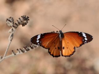 Sultan (Danaus chrysippus)