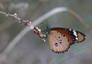 Sultan (Danaus chrysippus)