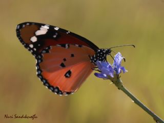 Sultan (Danaus chrysippus)