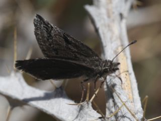 Kara Zpzp (Erynnis marloyi)