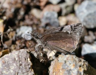 Kara Z�pz�p&nbsp;(Erynnis&nbsp;marloyi)