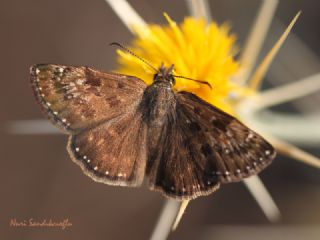 Pasl� Z�pz�p&nbsp;(Erynnis&nbsp;tages)