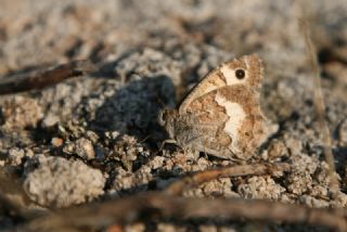 Anadolu Yalanccads (Pseudochazara anthelea)