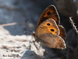 Lidya Yalanc�cad�s�&nbsp;(Pseudochazara&nbsp;lydia)