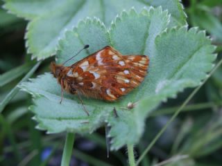 Kafkas Menek�e Kelebe�i&nbsp;(Boloria&nbsp;caucasica)
