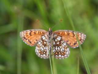 Funda �parhan�&nbsp;(Melitaea&nbsp;irka)