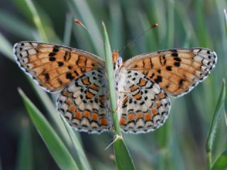 Cezayirli parhan (Melitaea ornata)