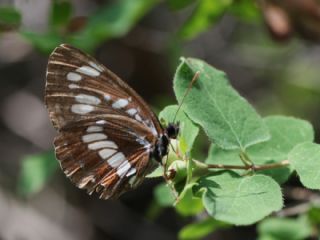 Szlen Karakz (Neptis rivularis)