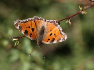 Karaaa Nimfalisi (Inachis polychloros)
