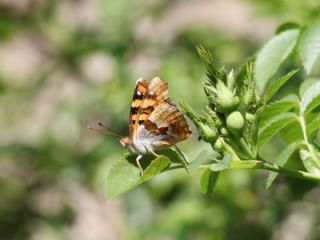 Anadolu ehzadesi (Thaleropis ionia)