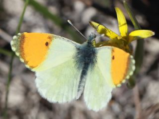 Step Ssls (Anthocharis gruneri)