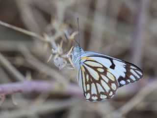 Beyaz nc (Belenois aurota)