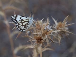 Beyaz nc (Belenois aurota)