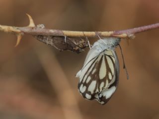 Beyaz nc (Belenois aurota)