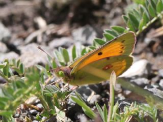Turan Azameti&nbsp;(Colias&nbsp;thisoa)