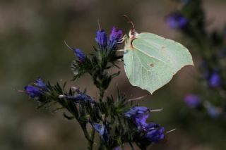 Orakkanat (Gonepteryx rhamni)
