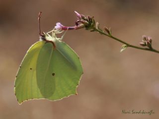 Anadolu Orakkanad (Gonepteryx farinosa)